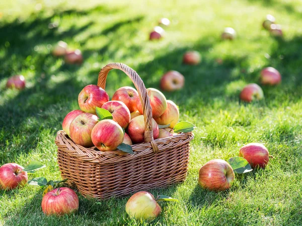 Apfelernte. Reife rote Äpfel im Korb auf dem grünen Gras. — Stockfoto