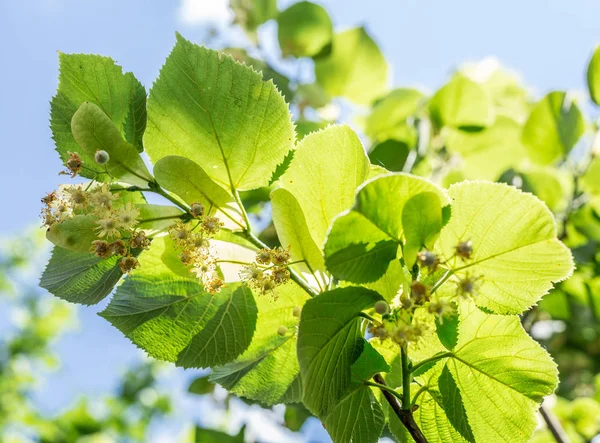 Árbol de tilo en flor. Fondo de naturaleza . —  Fotos de Stock