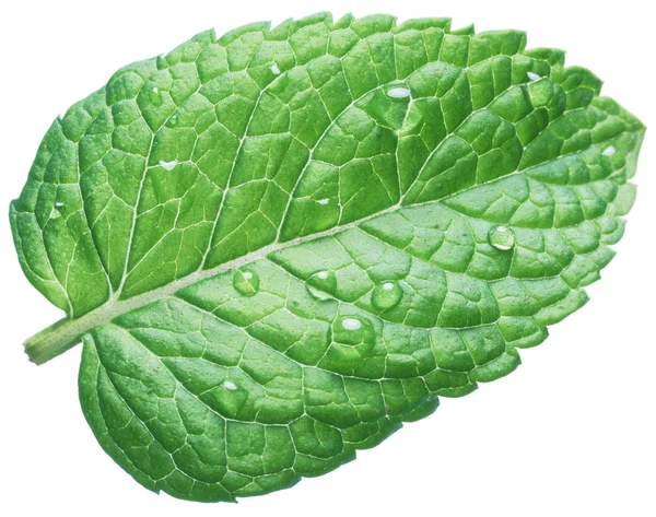 Folha de hortelã ou folha de hortelã com gotas de água no fundo branco — Fotografia de Stock