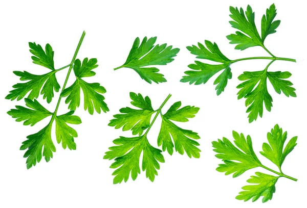 Parsley herb. Macro shot of small branch. — Stock Photo, Image
