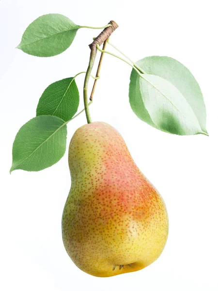 Una fruta de pera con hojas de pera sobre fondo blanco . — Foto de Stock