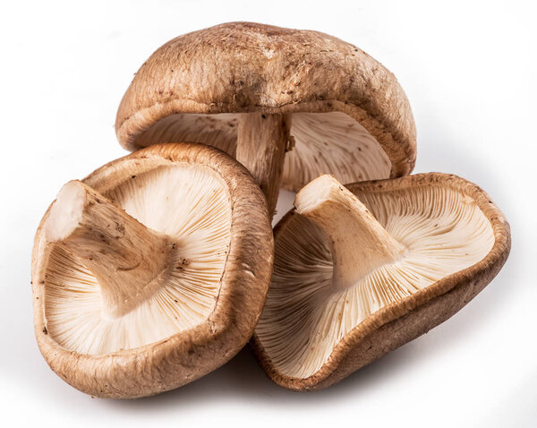Shiitake mushrooms on the white background.