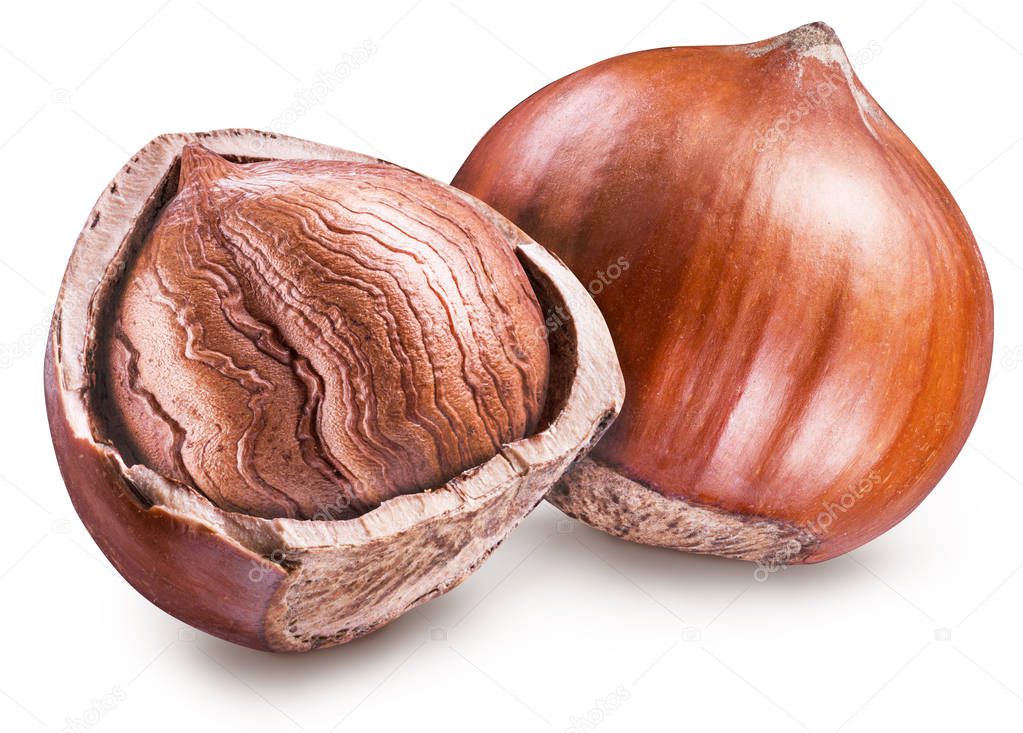 Macro picture of ripe brown hazelnut or filbert. Clipping path.