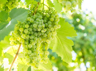 şarap üzümleri asmada.