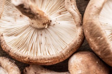 Shiitake mantar. Makro. Gıda arka plan. 
