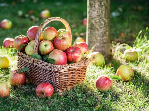 Äppelskörd. Mogna röda äpplen i korgen på grönt gräs. — Stockfoto