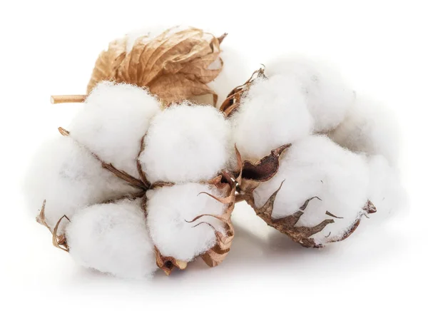 Flauschige Baumwollknäuel aus Baumwollpflanze auf weißem Hintergrund. — Stockfoto