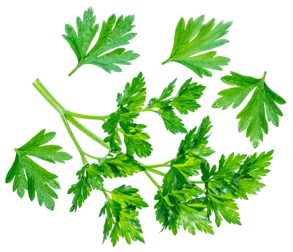 Parsley herb. Macro shot of small branch. — Stock Photo, Image