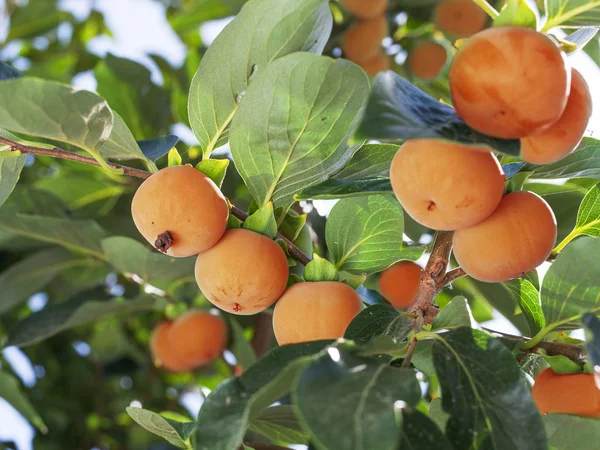 Пермональні плоди серед зеленого листя на дереві . — стокове фото