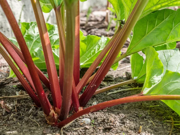 Rhubarb plant in the garden. Close up. — Stock Photo, Image