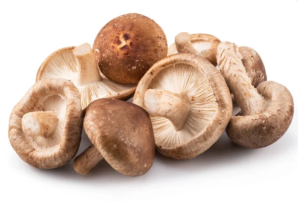 Shiitake mushrooms on the white background. — Stock Photo, Image