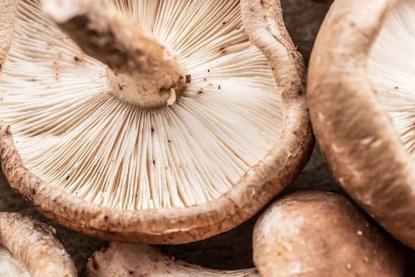 Shiitake-Pilze. Makro. Lebensmittel-Hintergrund. — Stockfoto