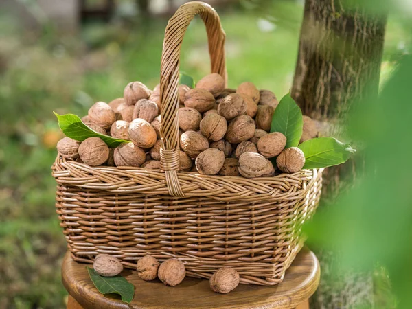 Ořech harvest. Vlašské ořechy v košíku. — Stock fotografie