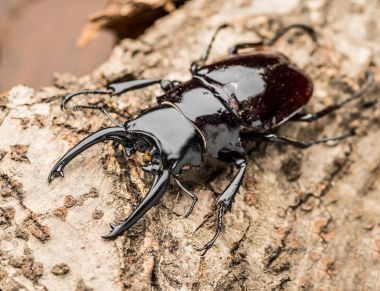 Ahşap arka plan üzerinde erkek geyik böceği.