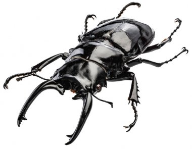 Beyaz arka plan üzerinde erkek geyik böceği.