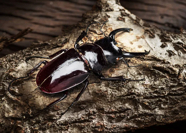 Escarabajo ciervo macho sobre fondo de madera . — Foto de Stock