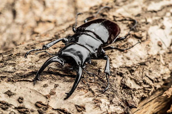 Mężczyzna stag beetle na podłoże drewniane. — Zdjęcie stockowe