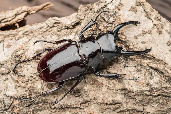 Escarabajo ciervo macho sobre fondo de madera . —  Fotos de Stock