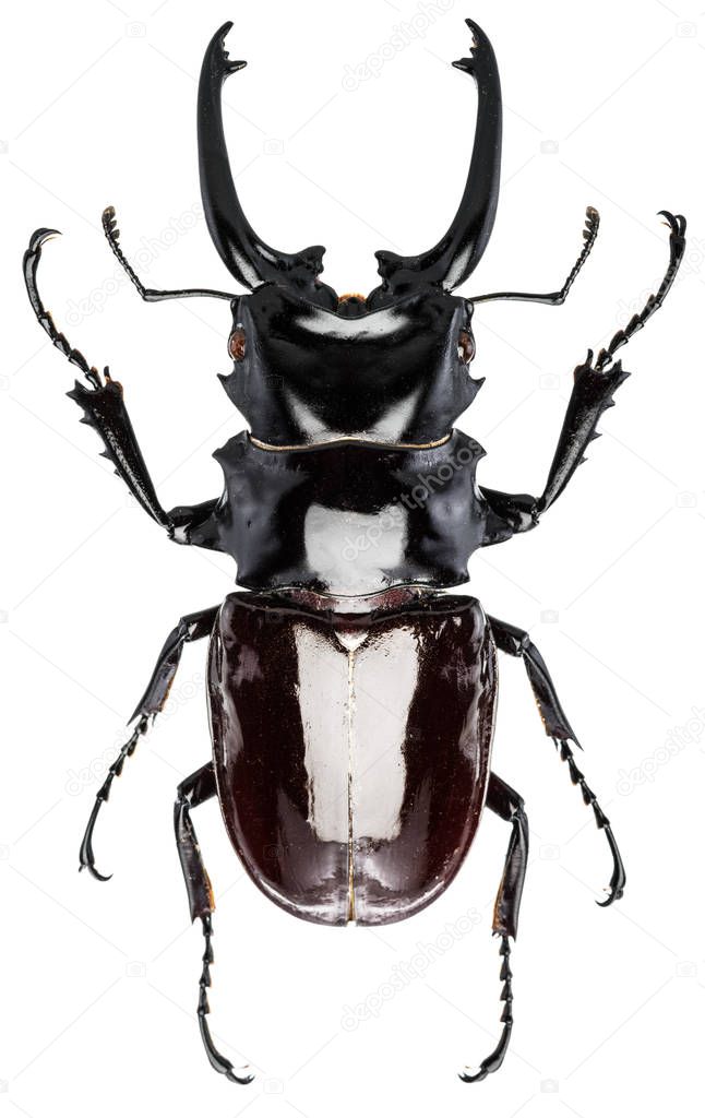 Male stag beetle on the white background.