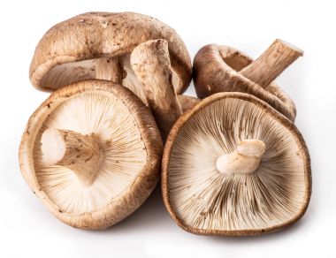 shiitake mantar beyaz zemin üzerine.