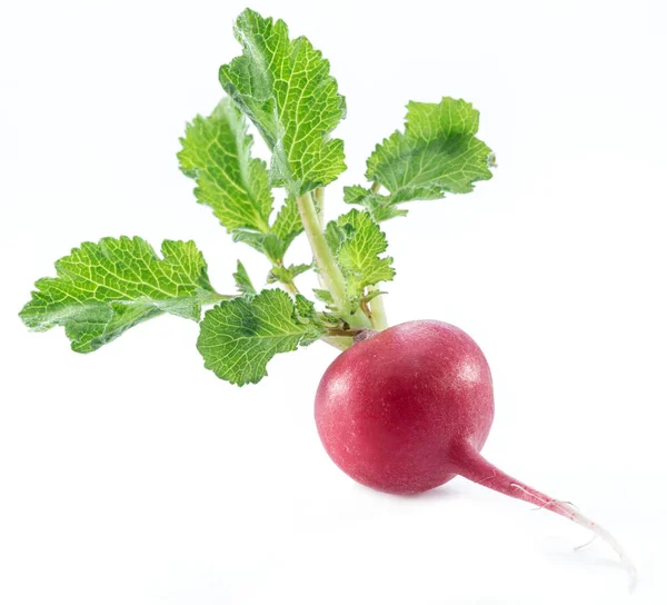 Salada vermelha redish com folhas no fundo branco . — Fotografia de Stock