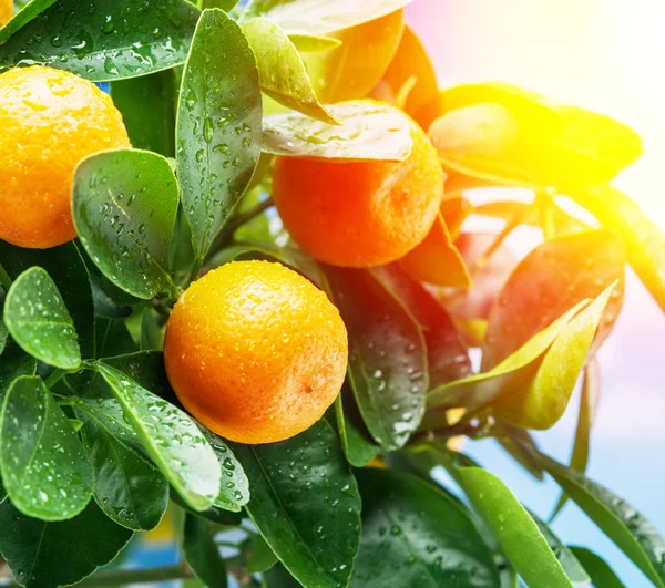 Rijpe tangerine vruchten aan de boom in het zonlicht. — Stockfoto