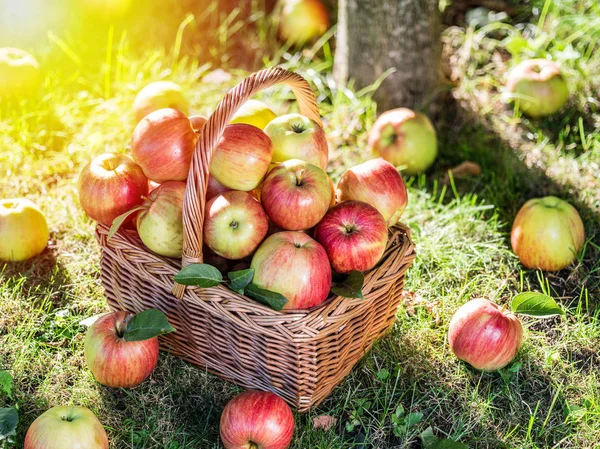 Apple harvest. Ripe red apples in the basket on the green grass.