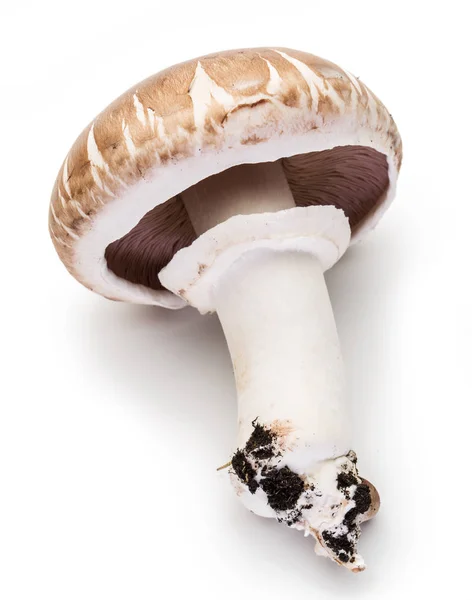 Champiñón hongo sobre el fondo blanco . —  Fotos de Stock