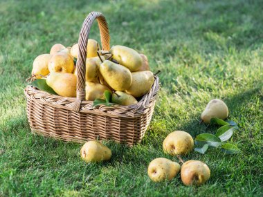 Yeşil çimenlerin üzerinde sepette olgun armut.