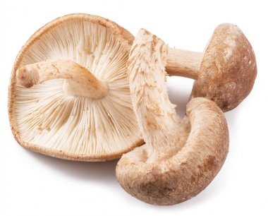 shiitake mantar beyaz zemin üzerine.