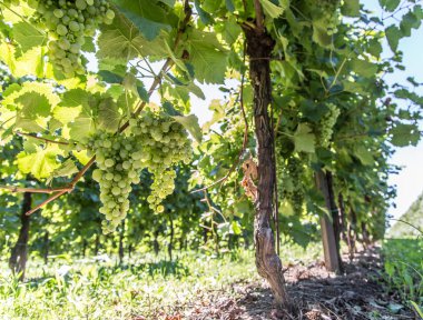 şarap üzümleri asmada.