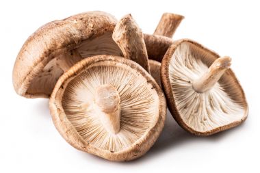 shiitake mantar beyaz zemin üzerine.