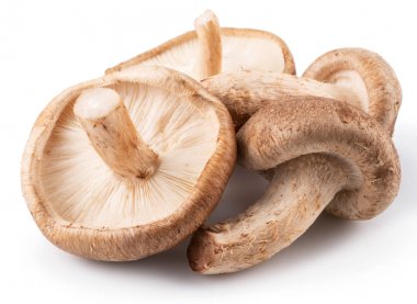 shiitake mantar beyaz zemin üzerine.