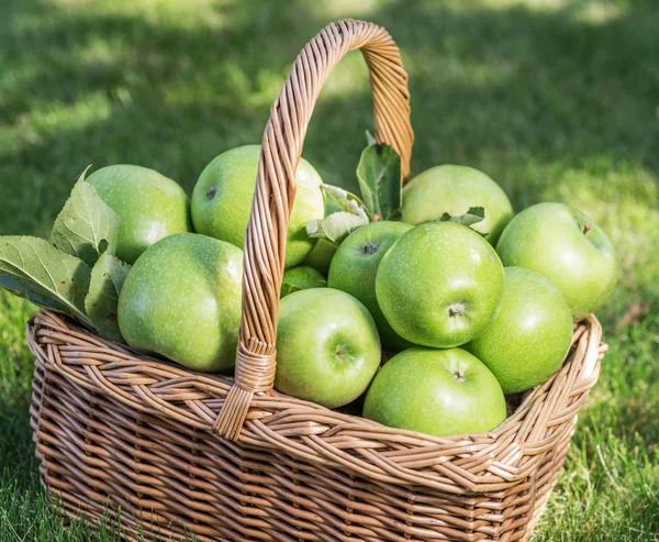 Apfelernte. reife grüne Äpfel im Korb auf dem grünen Gras — Stockfoto