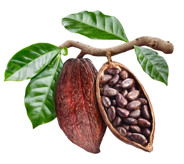 Открыть какао стручок с семенами какао, который свисает с ветки — стоковое фото