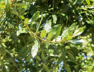 Laurel çalı veya defne ağacının.