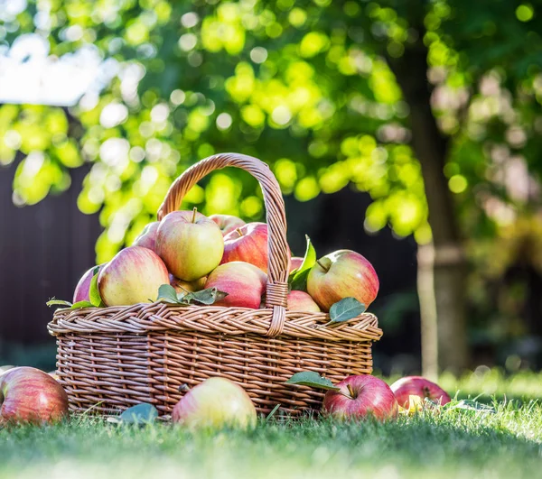 Appeloogst. Rijp rode appels in de mand op het groene gras. — Stockfoto