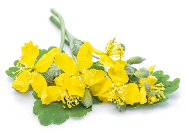 Greater celandine flower, swallowwort isolated on white backgrou — Stock Photo, Image