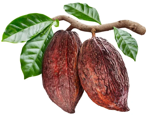 Cocoa pods hanging from the cocoa branch. Conceptual photo. — Stock Photo, Image