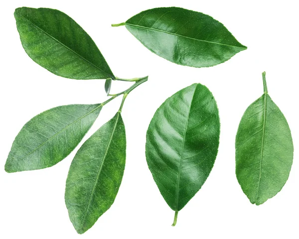 Collection of citrus leaves on white background. — Stock Photo, Image