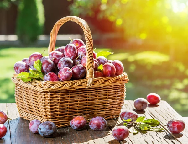 Plum oogst. Rijpe pruimen in de mand op tafel. — Stockfoto