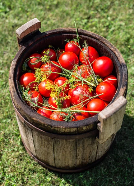 Τουρσί ντομάτες με βότανα στο ξύλινο βαρέλι. — Φωτογραφία Αρχείου