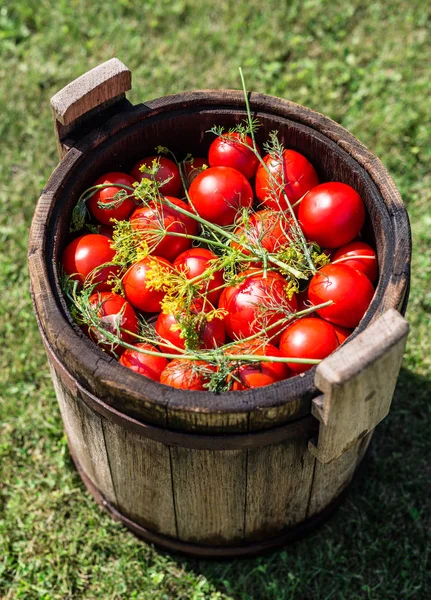 Tomates em conserva com ervas no barril de madeira . — Fotografia de Stock