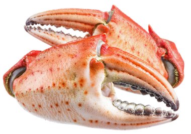 Pişmiş Yengeç pençeleri. Dosyada, kırpma yolları.