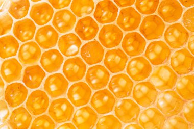 Petek. Yüksek kaliteli resim.