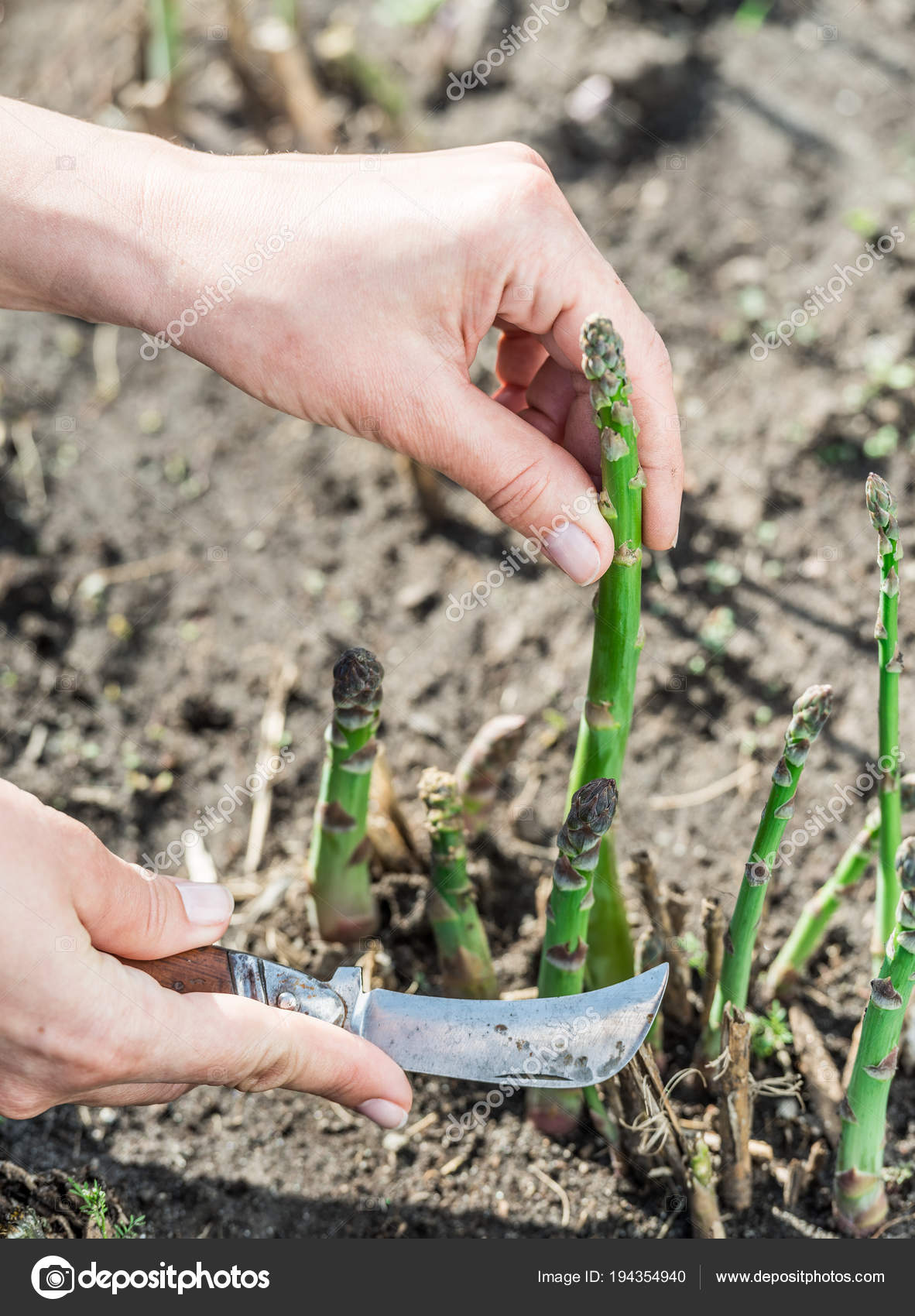 Process of harvesting of green asparagus in the garden. — Stock Photo