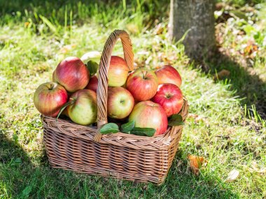Elma hasatı Yeşil çimlerin üzerindeki sepette olgun kırmızı elmalar.