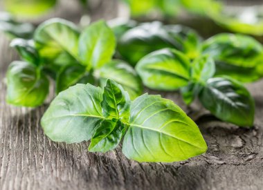 Eski ahşap masa üzerinde yeşil basil otlar.