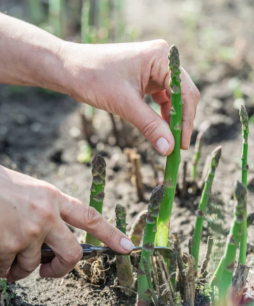 Proceso de cosecha de espárragos verdes en el jardín. — Foto de Stock