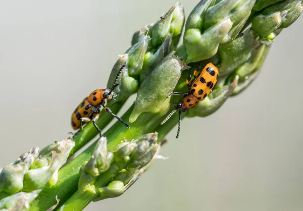 Escarabajo de espárragos manchado en la parte superior del brote de espárragos . — Foto de Stock